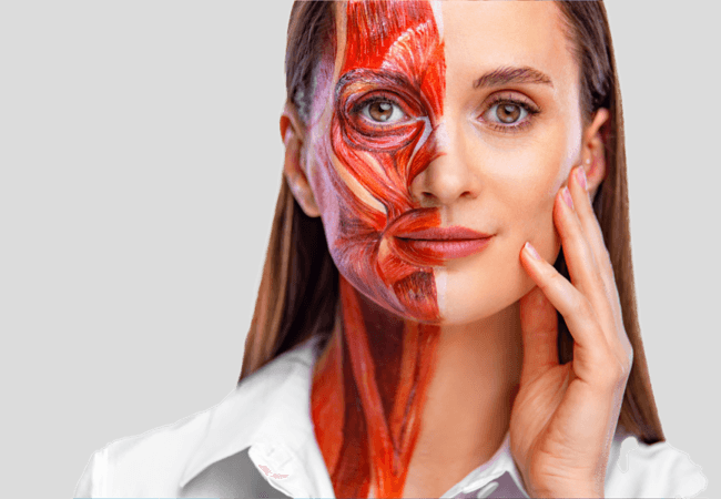 anatomía-facial